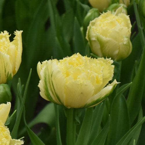 Tulip Lemon Shoot
