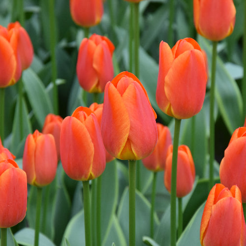 Tulip Okura