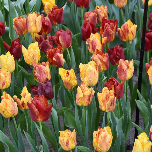 Tulip Shocking