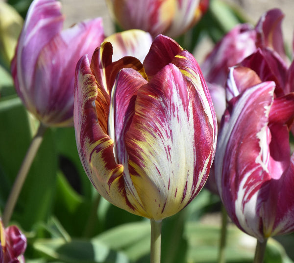 Tulip The Lizard 1903