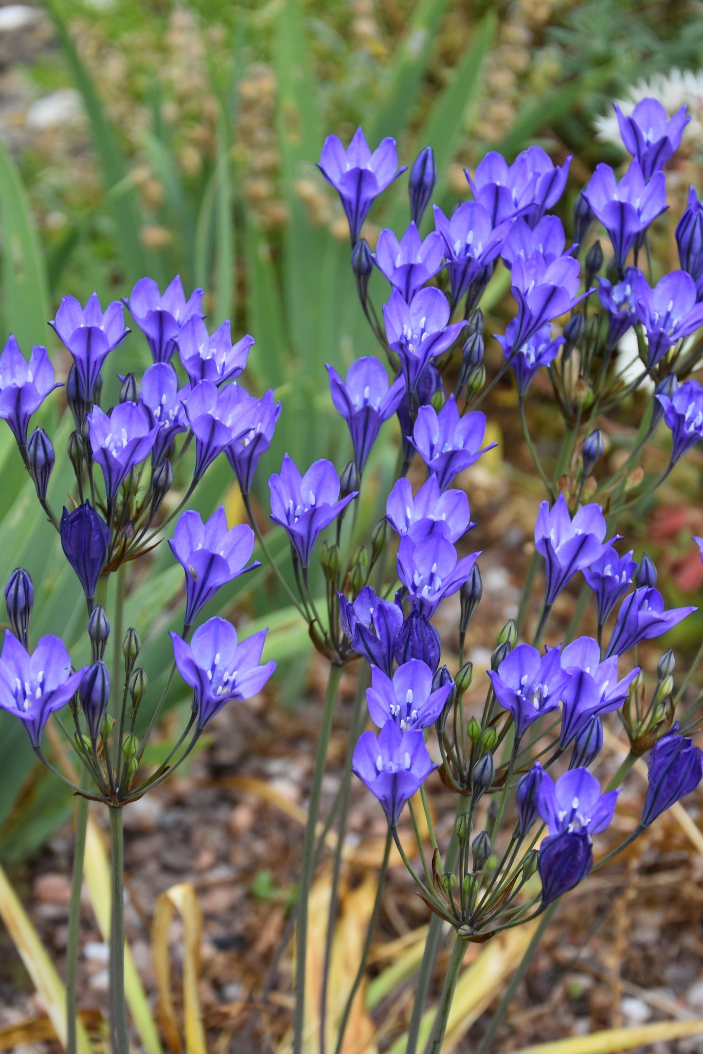 Triteleia Twilight