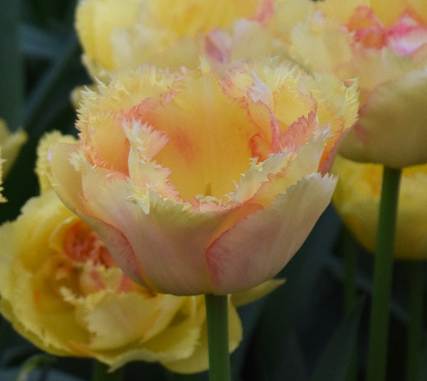 Tulip Vaya Con Dios