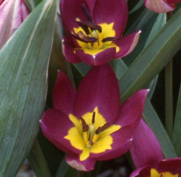 Tulip humilis 'Odalisque'