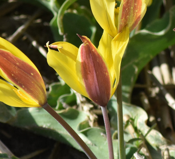 Tulip kolpakowskiana AGM