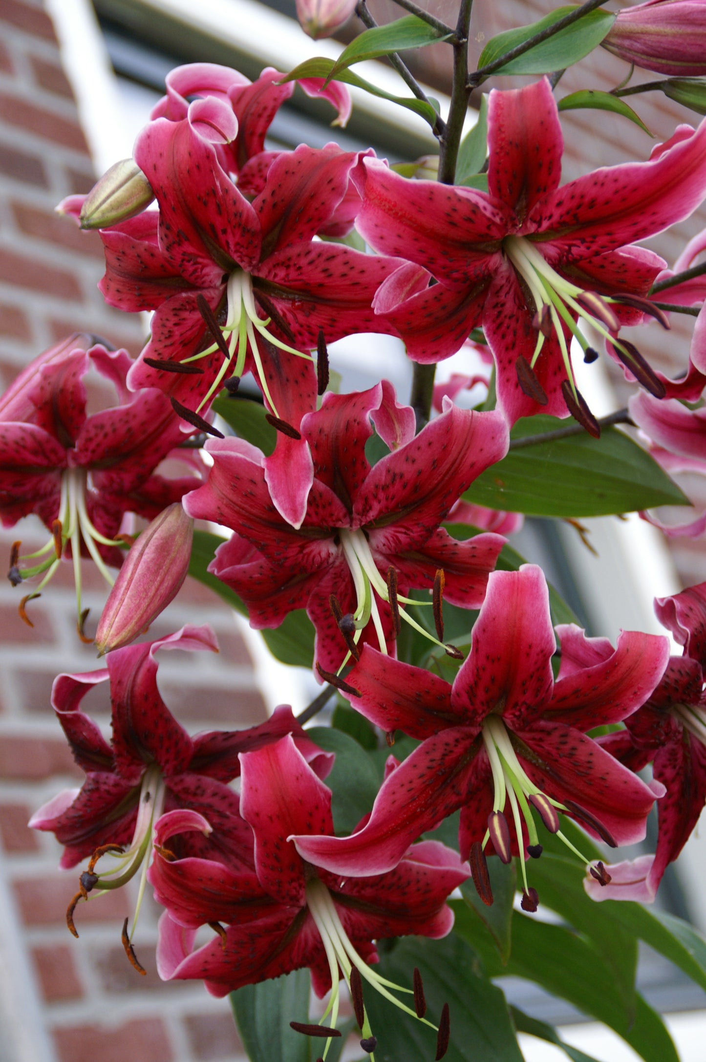 Lilium Miss Feya
