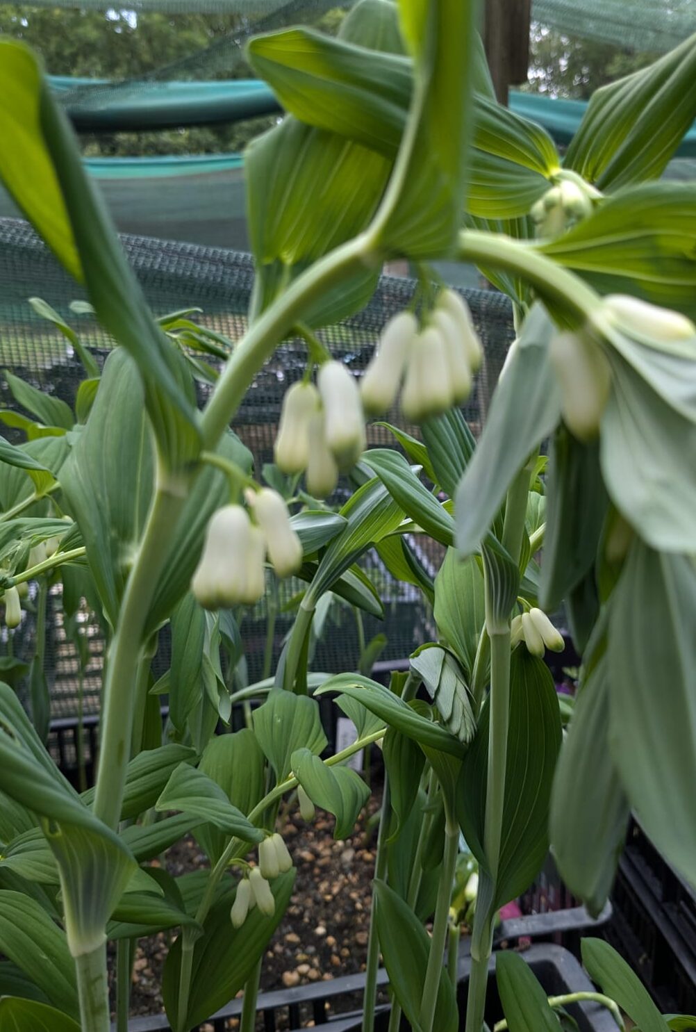 multiflorum