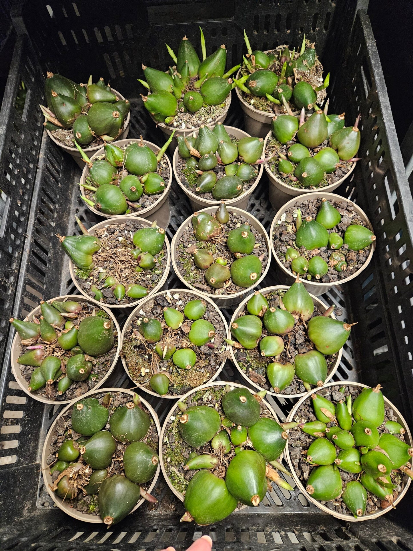 pleione pots