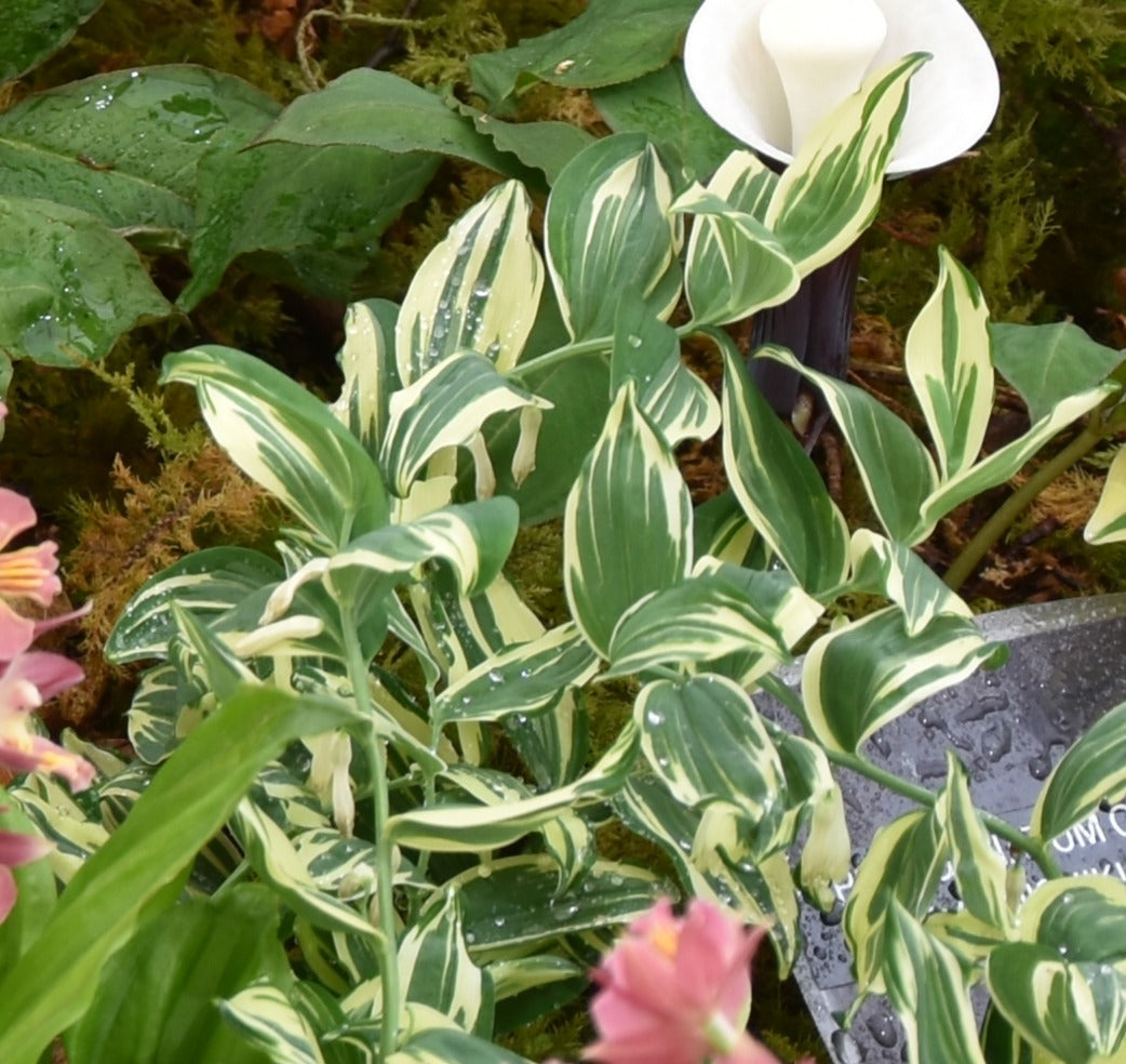 Polygonatum odoratum 'Kayaba Niskiki'