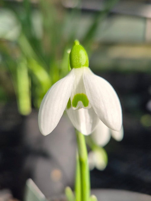 Galanthus nivalis 'White Dream'