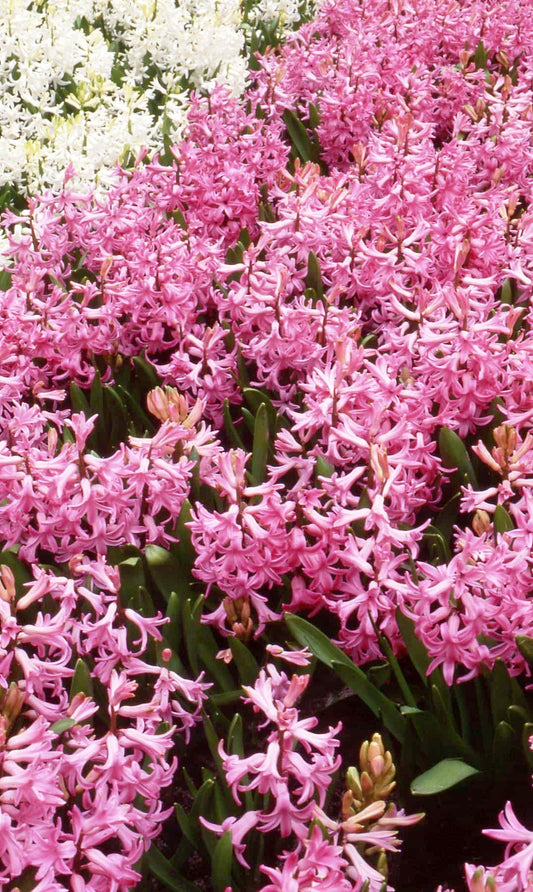Hyacinth Multifora Pink Pearl