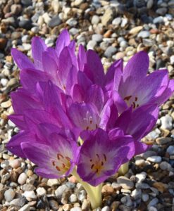 Autumn flowering bulbs