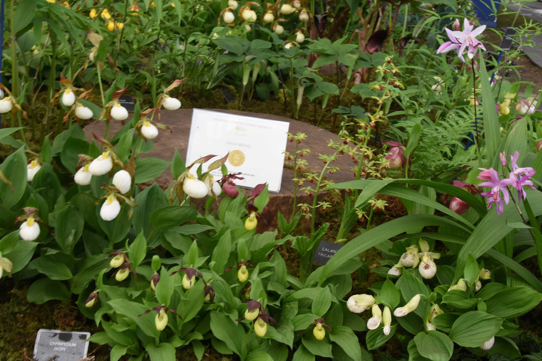 RHS Chelsea Show