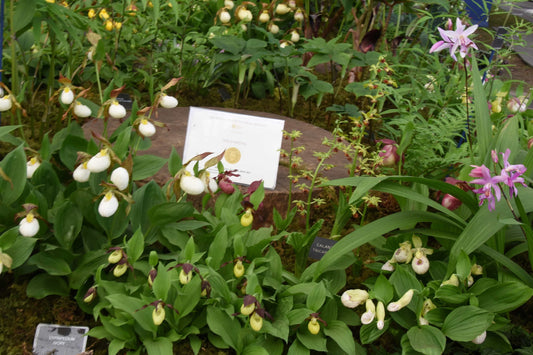 RHS Chelsea Show