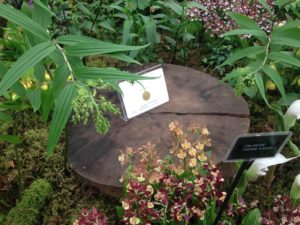 32-nd Gold Medal at Chelsea Flower Show
