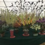Tatton Park Flower Show 2018