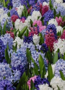 SPRING BULB SALE 2017  9TH DECEMBER 2017