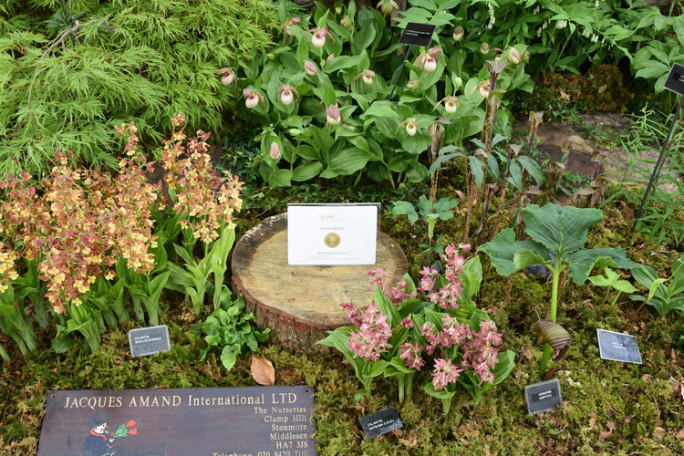 Chelsea Flower Show