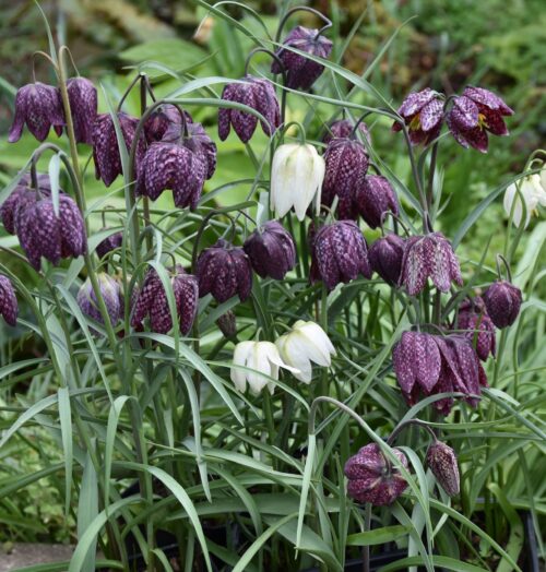 Fritillaria