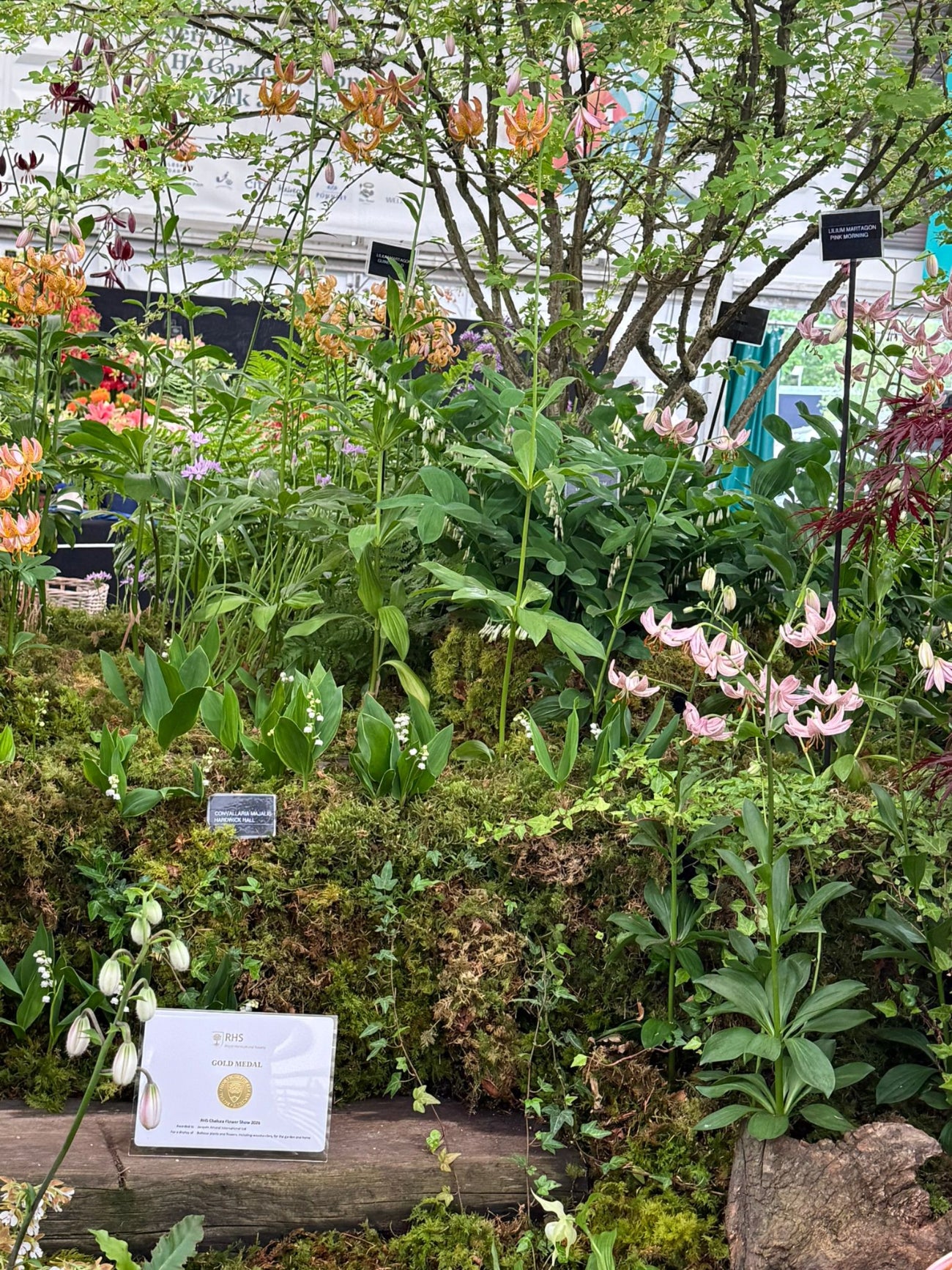 Garden scene with various plants and flowers, including a Gold medal on a log.