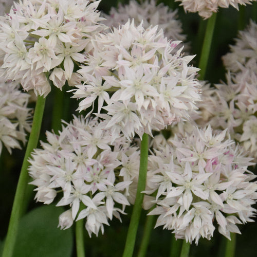 Allium amplectens 'Graceful Beauty'