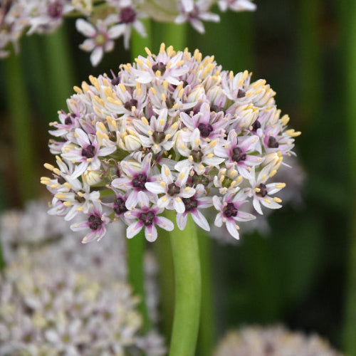 Allium balsaticum Silver Spring syn. Red Eye