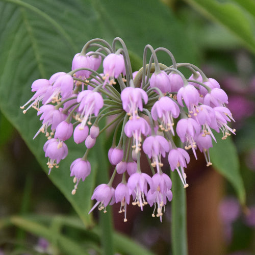 Allium cernuum