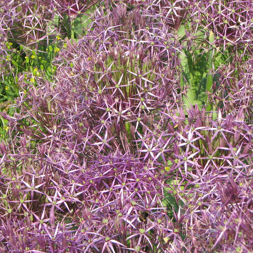 Allium cristophii AGM