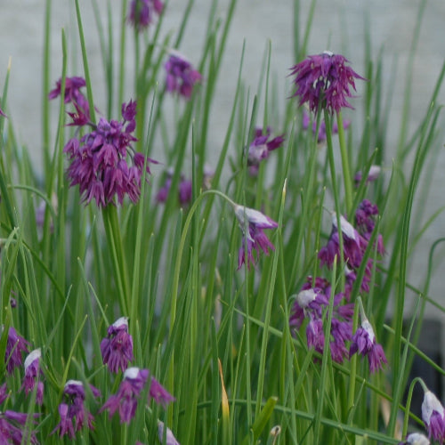 Allium cyathophorum var farreri