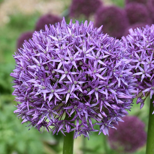 Allium Dutchman
