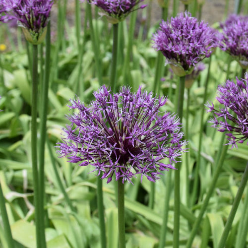 Allium jesdianum Early Emperor