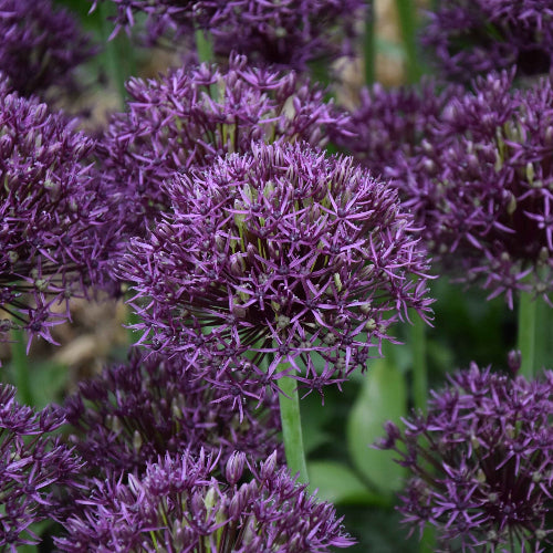 Allium Firmament_3846 (1)