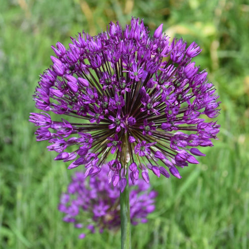Allium holandicum Purple Sensation AGM