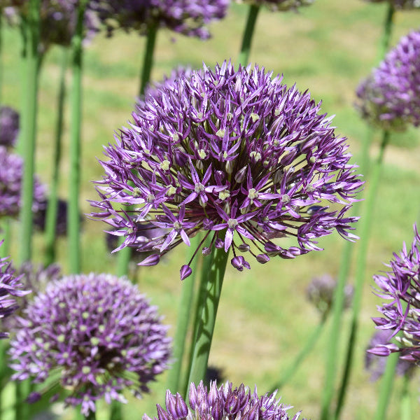 Allium Jackpot