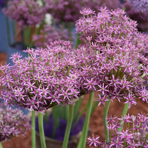 Allium Miami