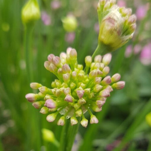 Allium Millenium