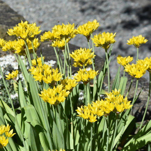 Allium moly