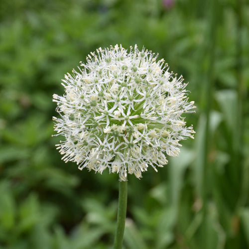 Allium Mount Everest