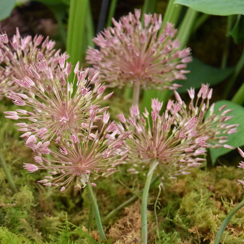 Allium nevskianum_8939 (3)