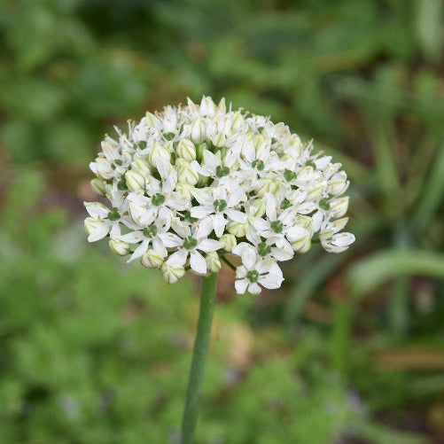 Allium Nigrum