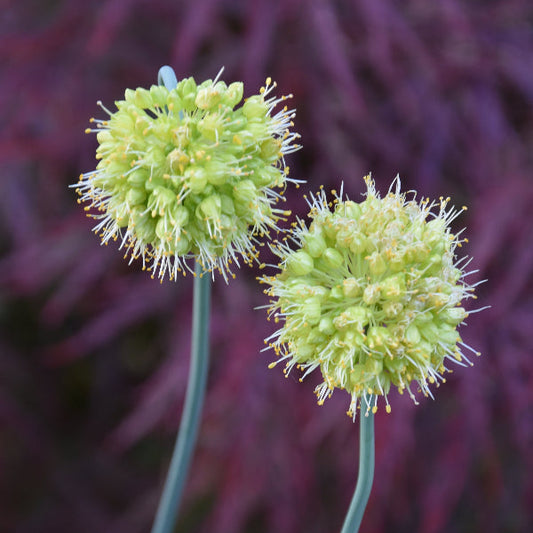 Allium Obliquum