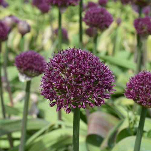 Allium Ostara