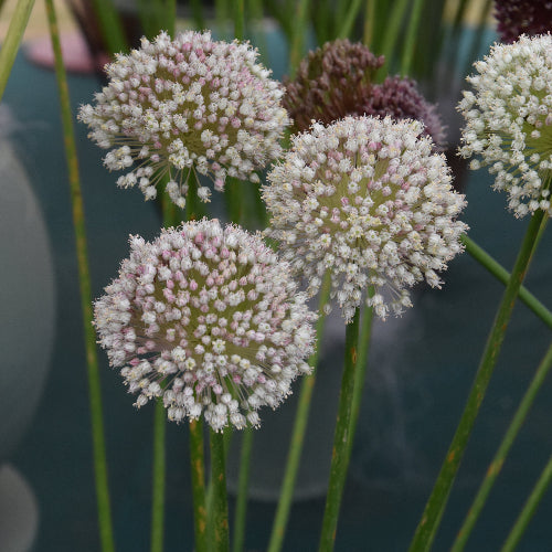 Allium ampeloprasum 'Ping Pong'