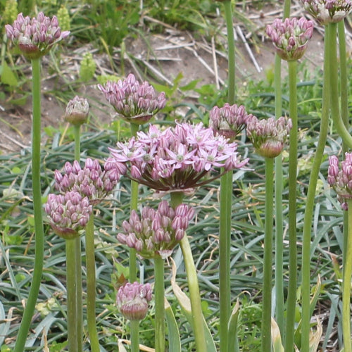 Allium nigrum Pink Jewel
