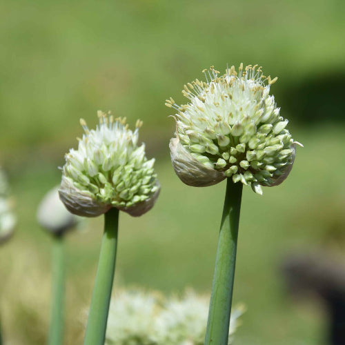 Allium pskemense_3862 (4)