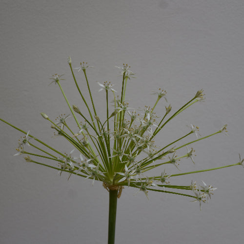 Allium schubertii Arctic Snow
