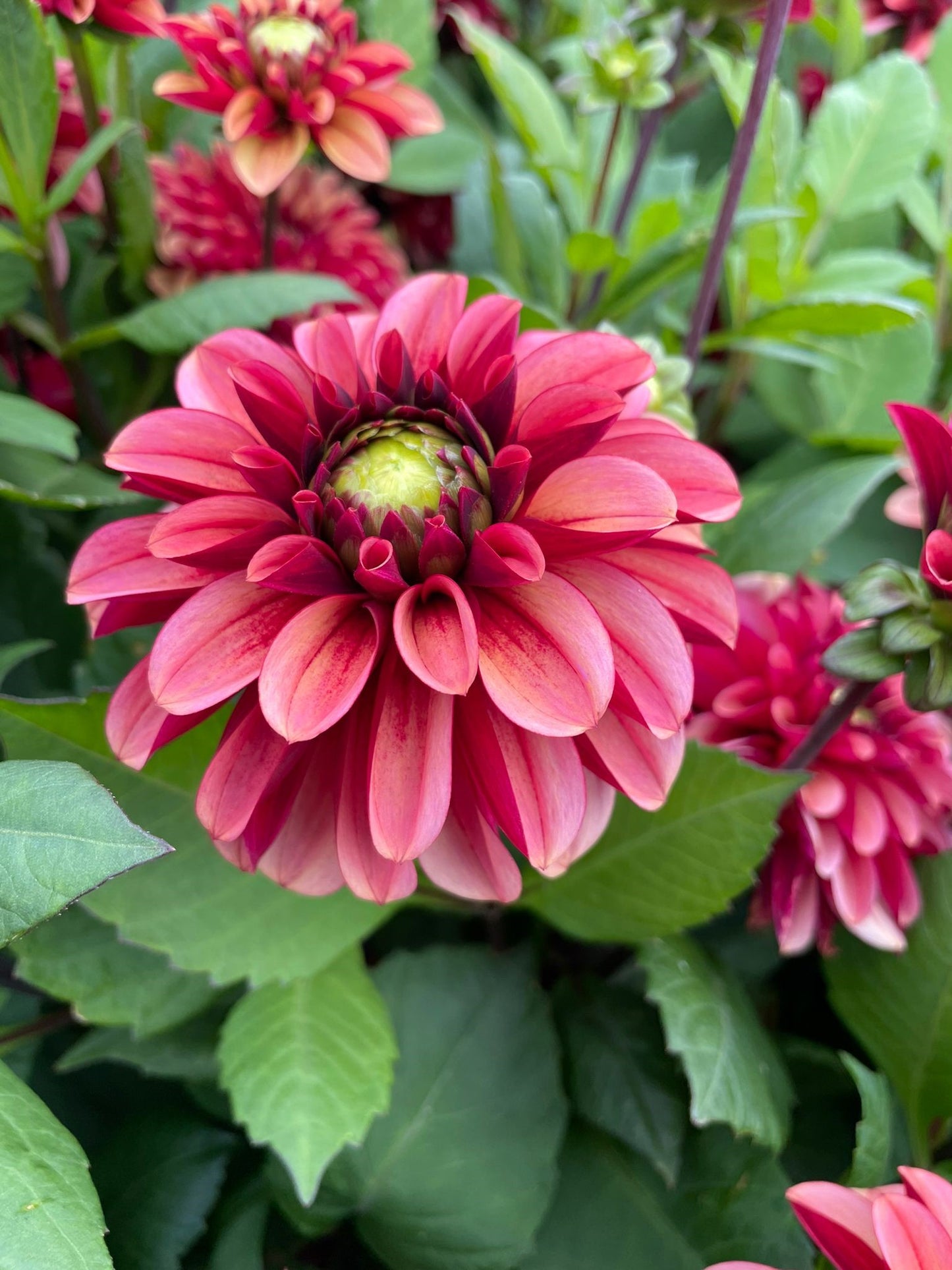 Dahlia AD 02