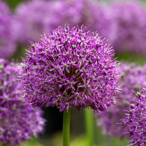 Allium Statos (syn. Stratos)