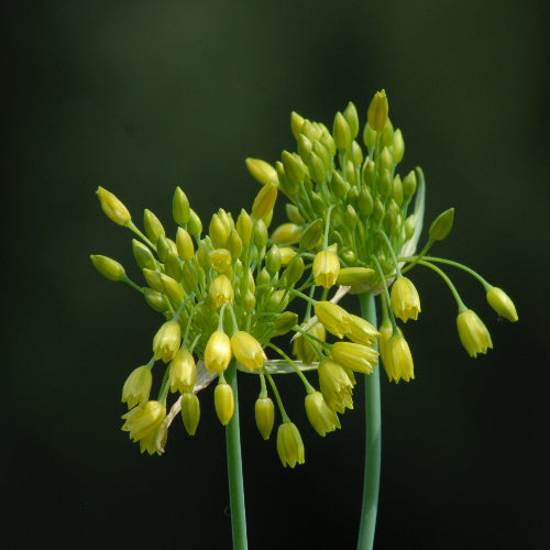 Allium chloranthum 'Yellow Fantasy'