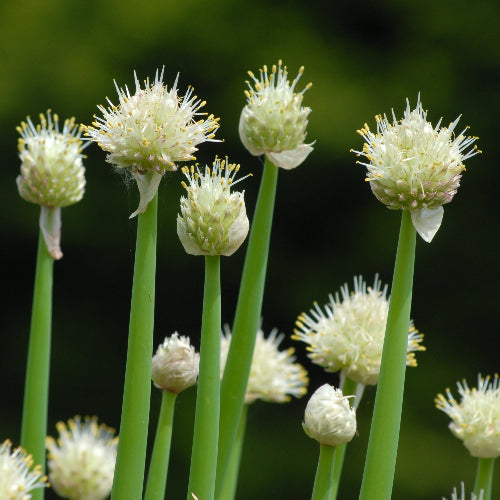 Allium fistulosum