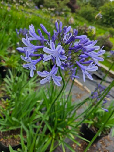 Agapanthus – blue – amy pic